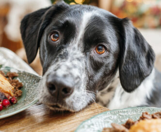 Una tavola natalizia a misura di pet