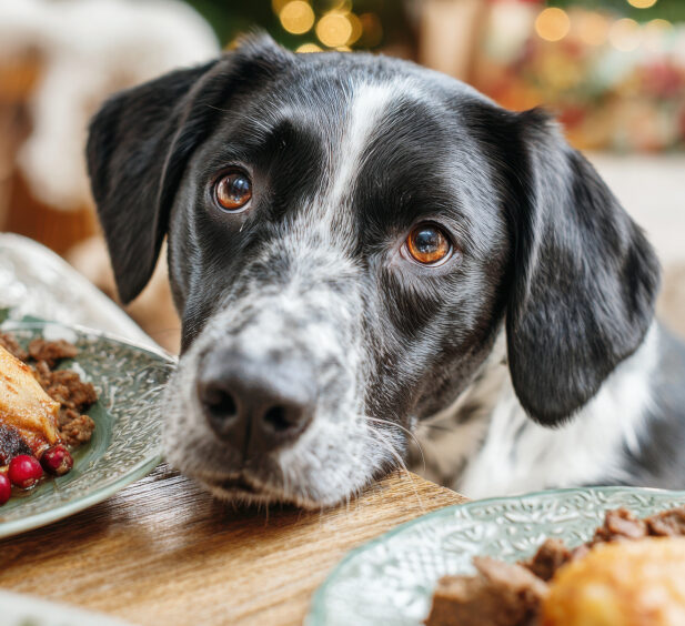 Una tavola natalizia a misura di pet