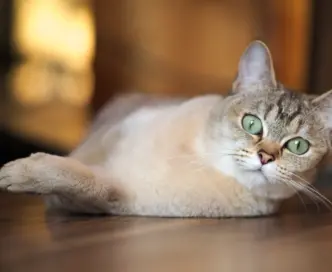 Un compagno intelligente e affettuoso