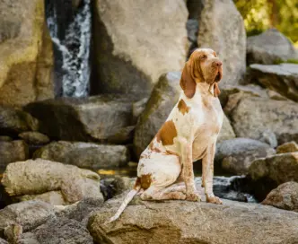 Bracco italiano, tra eleganza ed energia