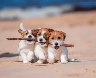 Cuccioli timidi: come aiutarli a crescere sicuri