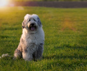 Old English Sheepdog: il pastore gentile